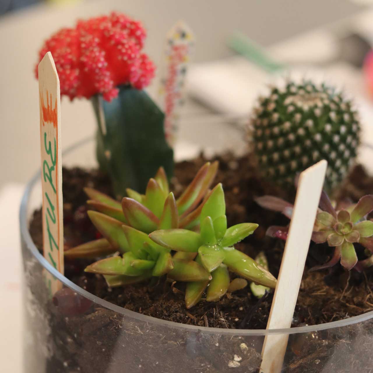 Close up of succulent in pot